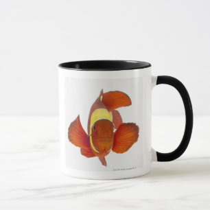 Spine-cheek anemonefish (Premnas biaculeatus) Mug