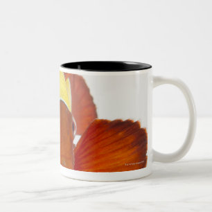 Spine-cheek anemonefish (Premnas biaculeatus) Two-Tone Coffee Mug