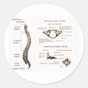 Spine Details Sepia Classic Round Sticker