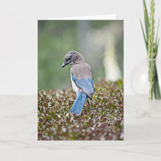 Spingtime Jay Card