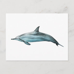 Spinner Dolphin Postcard