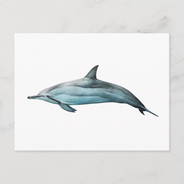 Spinner Dolphin Postcard (Front)
