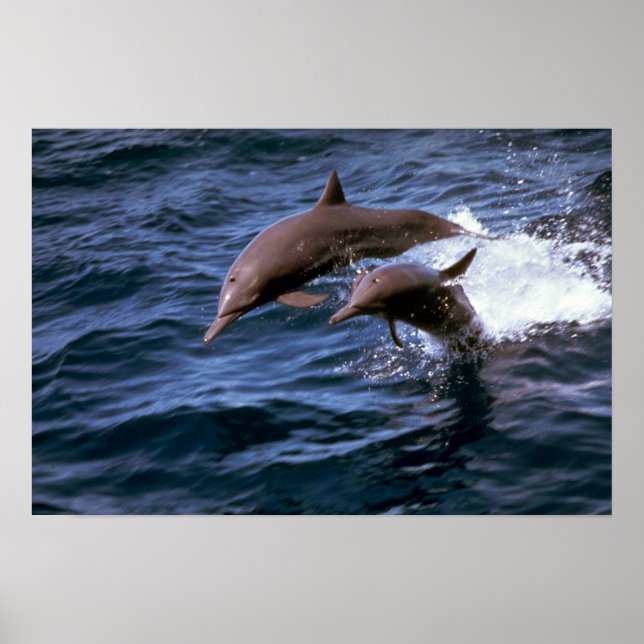 Spinner dolphin poster (Front)
