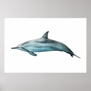 Spinner Dolphin Print
