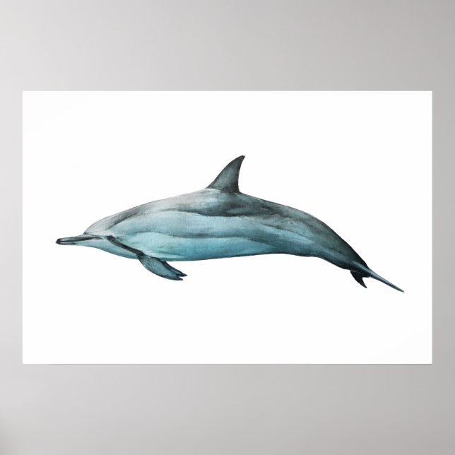 Spinner Dolphin realistic illustration Print (Front)