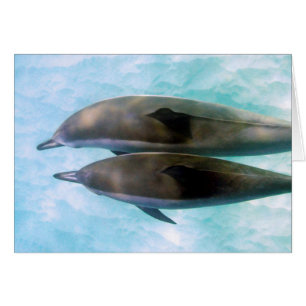 Spinner Dolphins   Oahu Hawaii