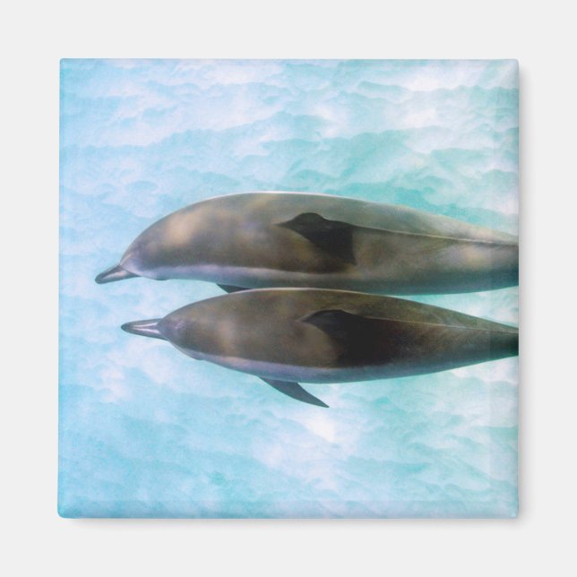Spinner Dolphins | Oahu Hawaii Magnet (Front)