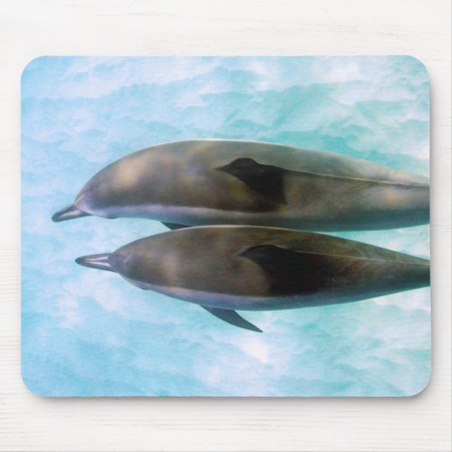 Spinner Dolphins | Oahu Hawaii Mouse Pad (Front)