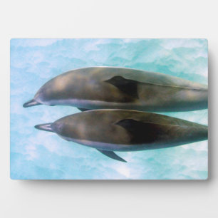 Spinner Dolphins Oahu Hawaii Plaque