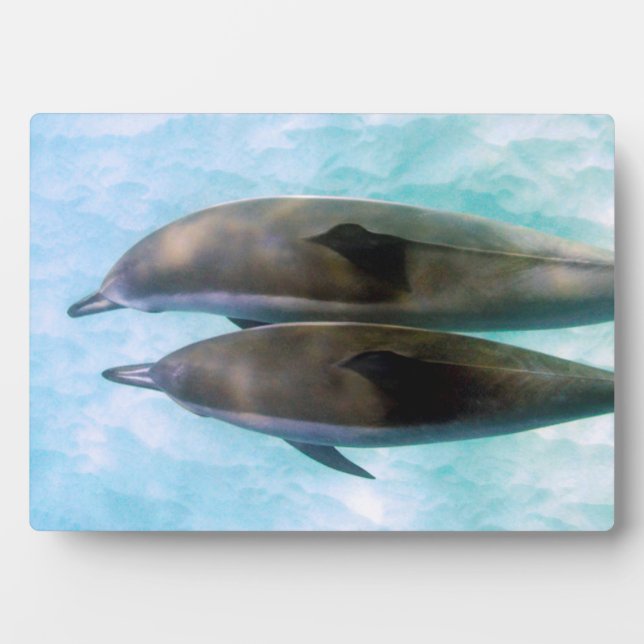 Spinner Dolphins | Oahu Hawaii Plaque (Front)