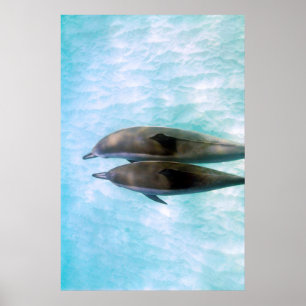 Spinner Dolphins Oahu Hawaii Poster