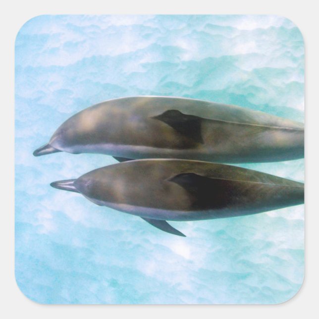 Spinner Dolphins | Oahu Hawaii Square Sticker (Front)