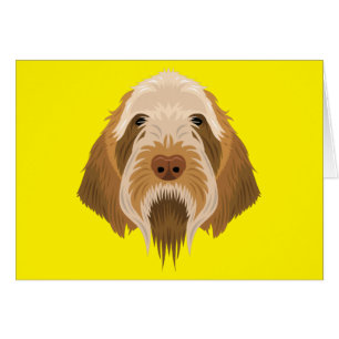 Spinone Italiano