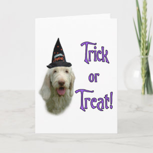 Spinone Trick Greeting Card