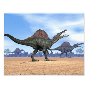 Spinosaurus dinosaurs walk - 3D render Photo Print