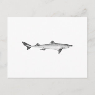 Spiny Dogfish (line art) Postcard