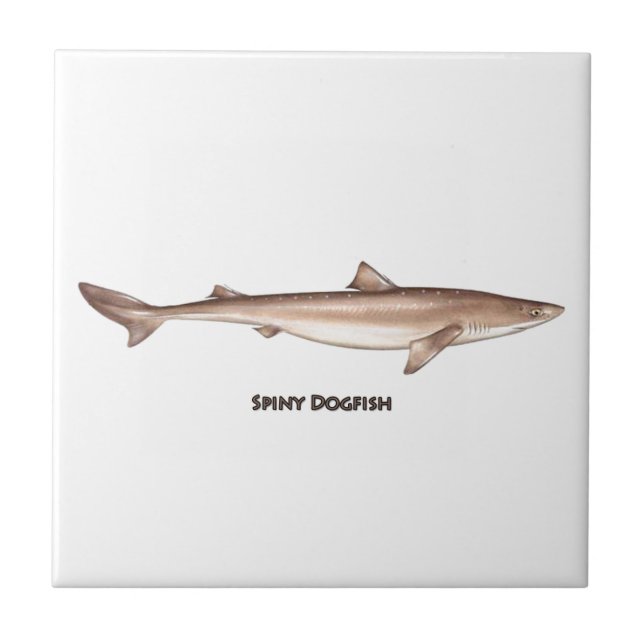 Spiny Dogfish Tile (Front)