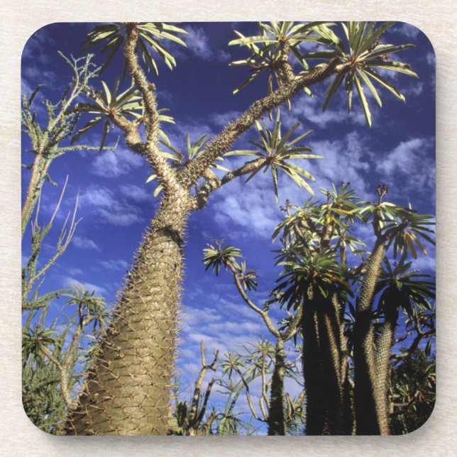 Spiny Forest Formed Of Pachypodium Trees Coaster (Front)
