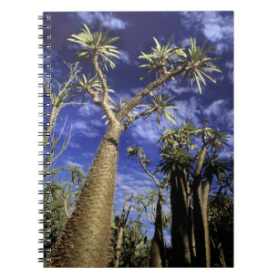 Spiny Forest Formed Of Pachypodium Trees Notebook