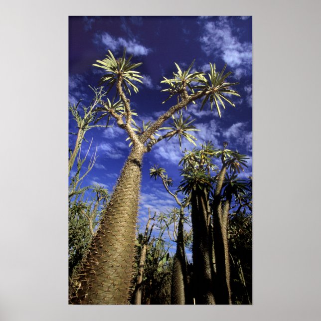 Spiny Forest Formed Of Pachypodium Trees Poster (Front)