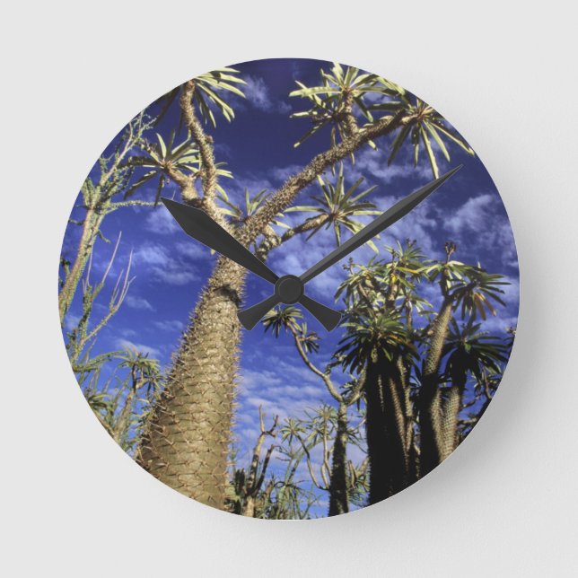 Spiny Forest Formed Of Pachypodium Trees Round Clock (Front)