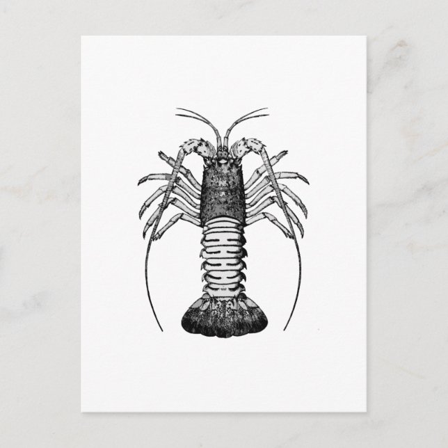 Spiny Lobster (California) Postcard (Front)