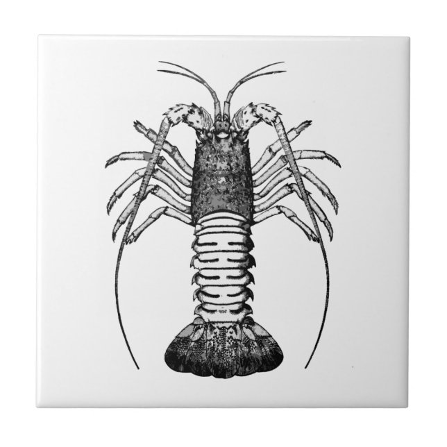 Spiny Lobster (California) Tile (Front)