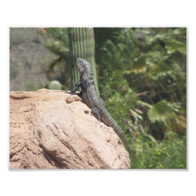 Spiny-tailed Iguana Photo Print (Front)