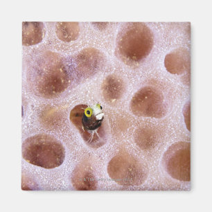 Spinyhead Blenny (acanthemblemaria spinosa) in Magnet