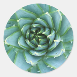 Spiral Aloe Polyphylla Sticker