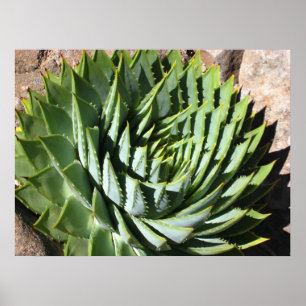 Spiral aloe poster