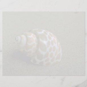 Spiral babylon (Babylonia spirata) Shell