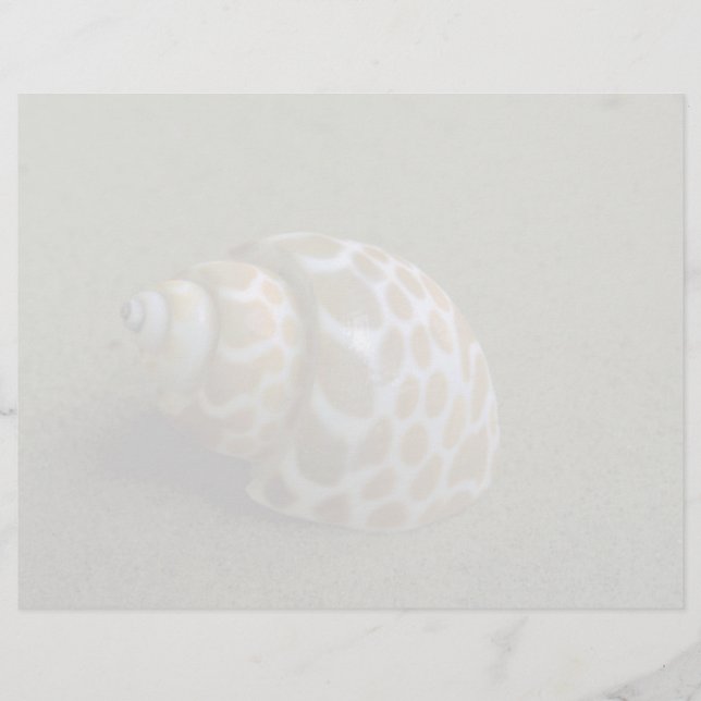 Spiral babylon (Babylonia spirata) Shell (Front)