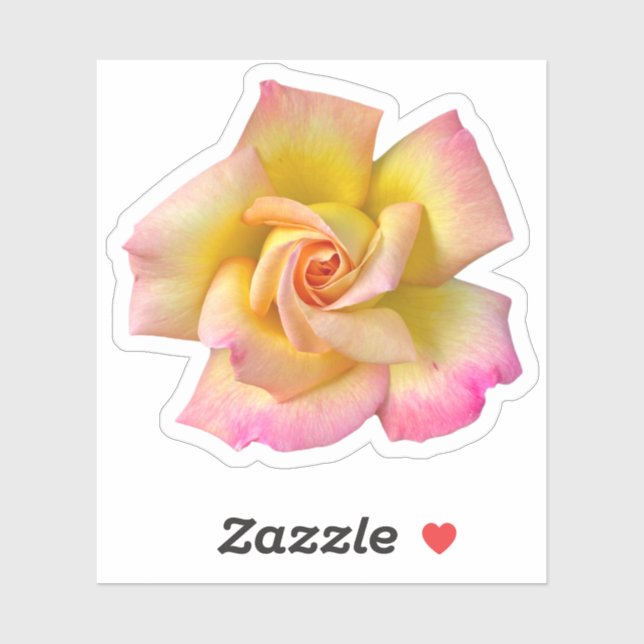 Spiral Pink Yellow Peace Rose (Sheet)