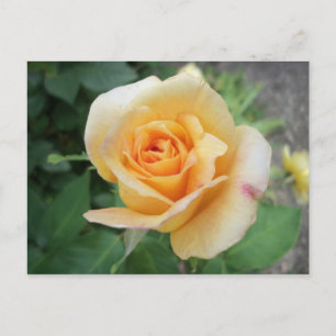 Spiralled Yellow Rose Postcard