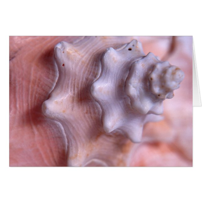 Spiralling conch (Front Horizontal)