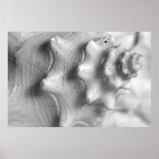 Spiralling Conch Poster