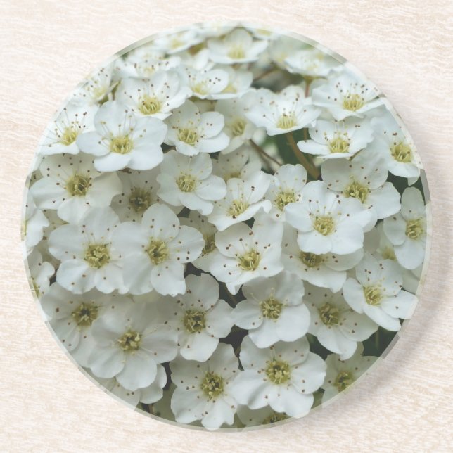 Spirea Arguta Coaster (Front)