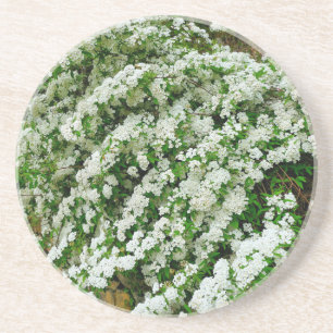 Spirea Arguta Coaster