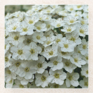 Spirea Arguta Glass Coaster
