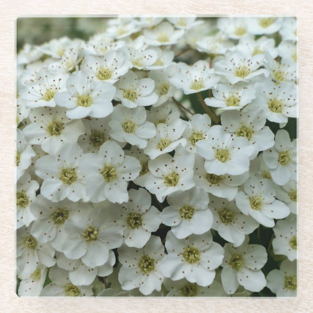 Spirea Arguta Glass Coaster (Front)