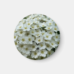 Spirea Arguta Magnet