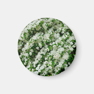 Spirea Arguta Magnet
