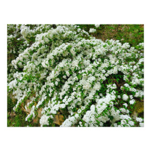 Spirea Arguta Photo Print