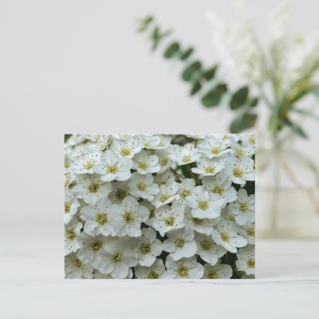 Spirea Arguta Postcard (Standing Front)