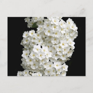 Spirea Arguta Postcard