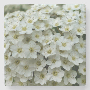 Spirea Arguta Stone Coaster