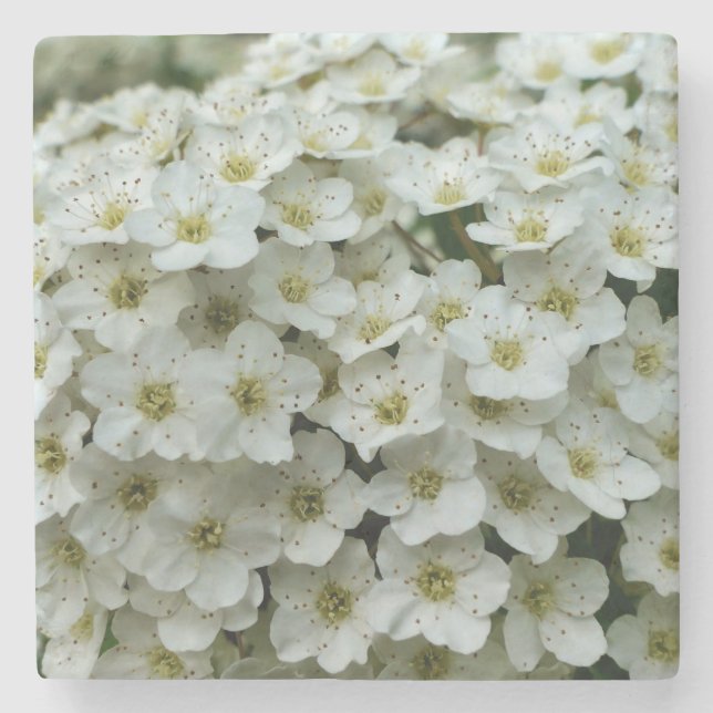 Spirea Arguta Stone Coaster (Front)