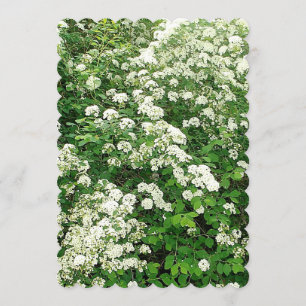 Spirea Floral Flower Shrub/bush Invitation