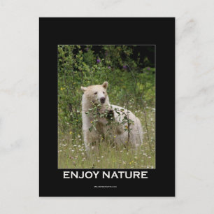Spirit Bear Gifts Postcard